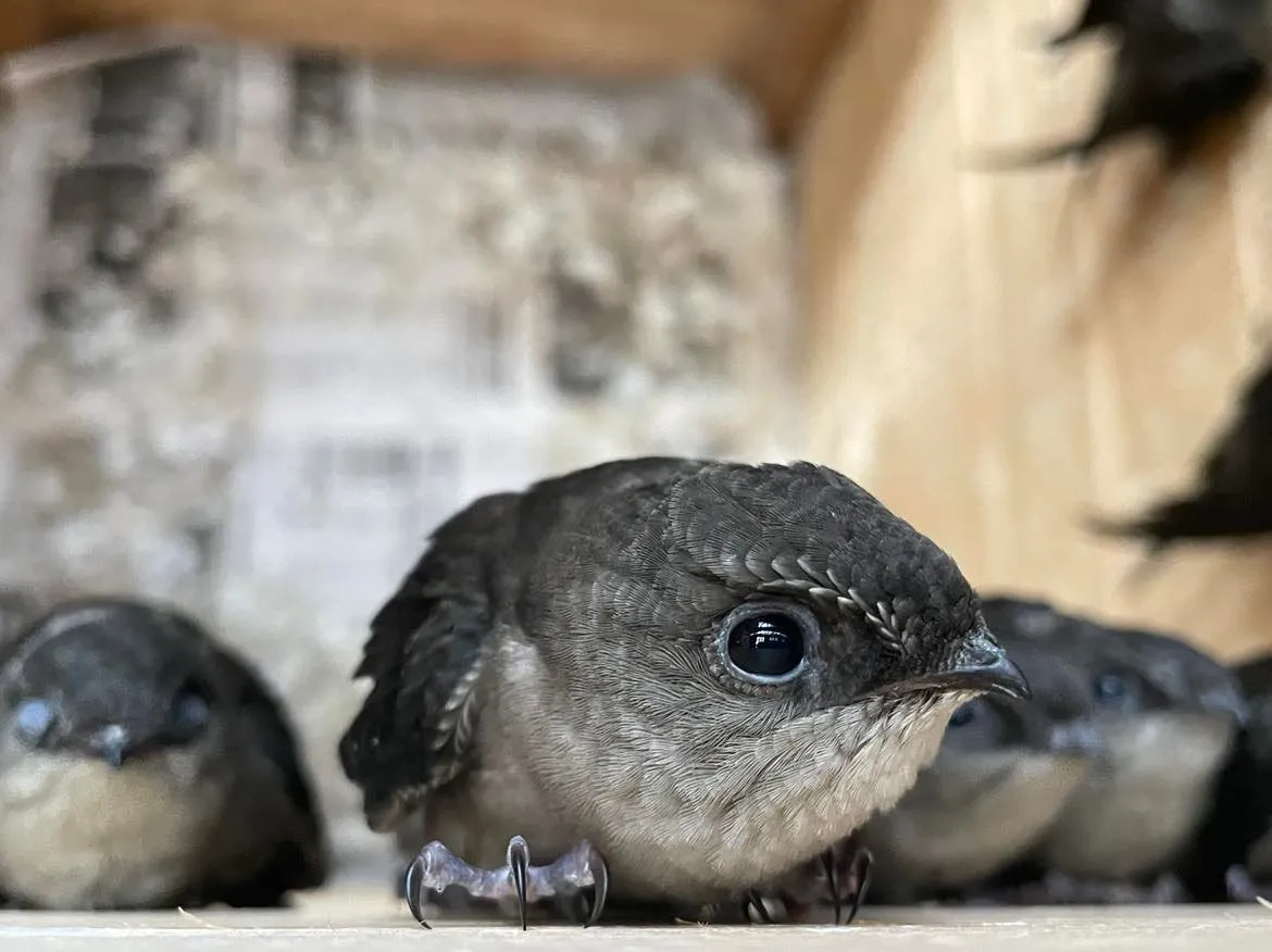 Avangrid Foundation Awards $400,000 to Wildlife Rehabilitation Organizations